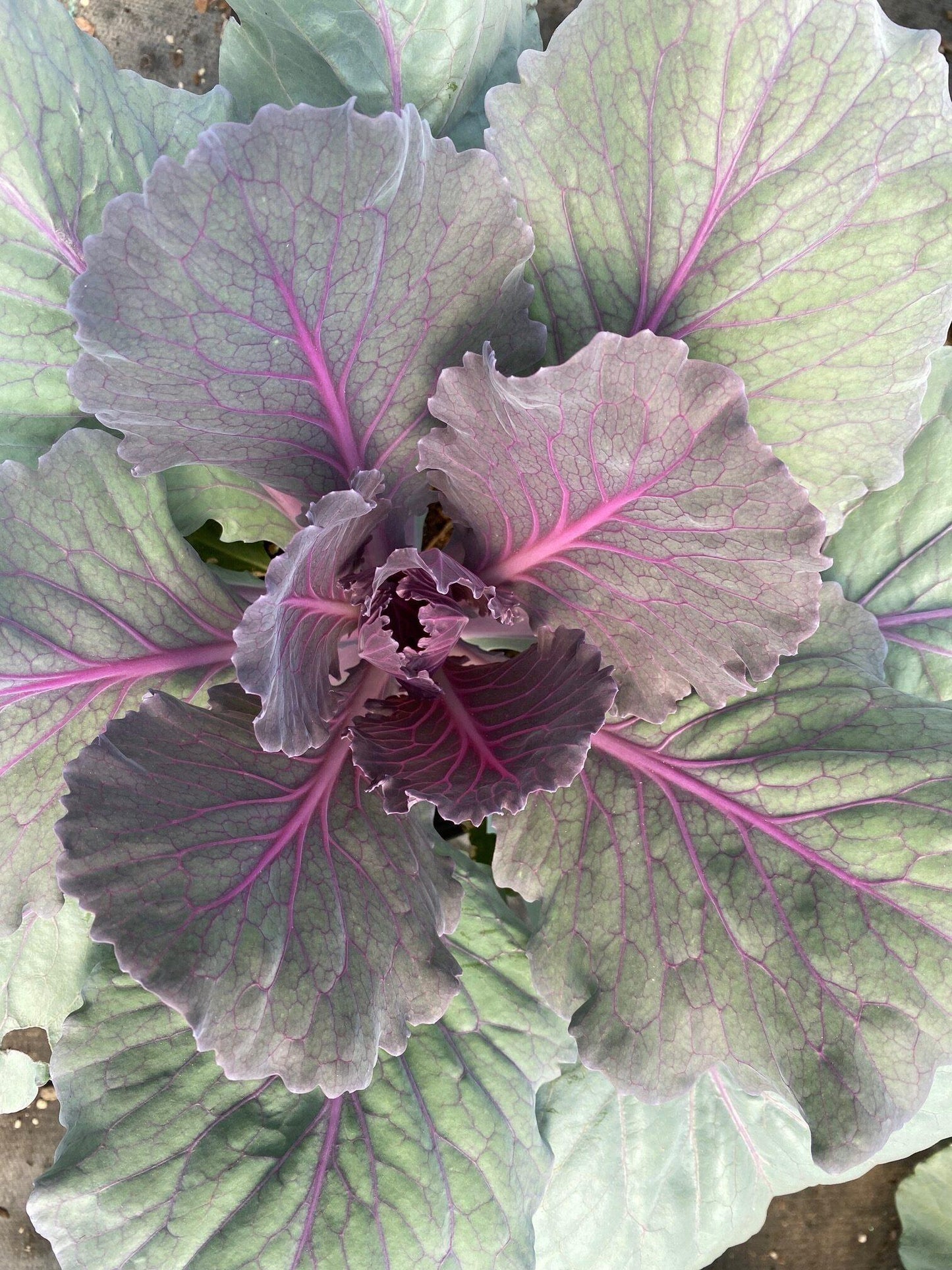 Cabbage 'pigeon Purple' - View 12 from www redcrocus com