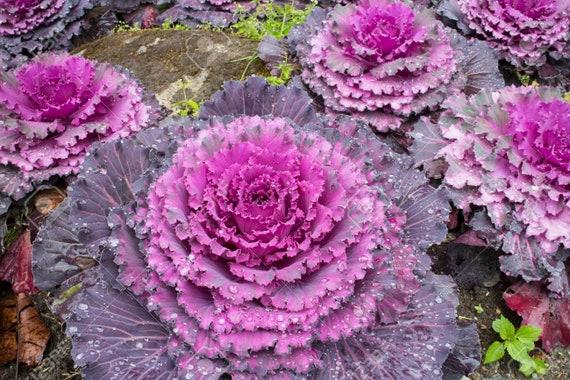 Cabbage 'pigeon Purple' - View 13 from www redcrocus com