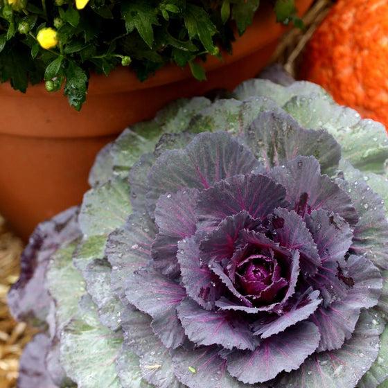 Cabbage 'pigeon Purple' - View 14 from www redcrocus com