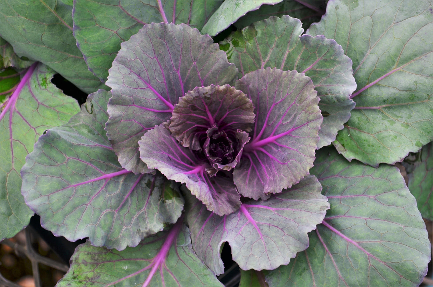 Cabbage 'pigeon Purple' - View 1 from www redcrocus com