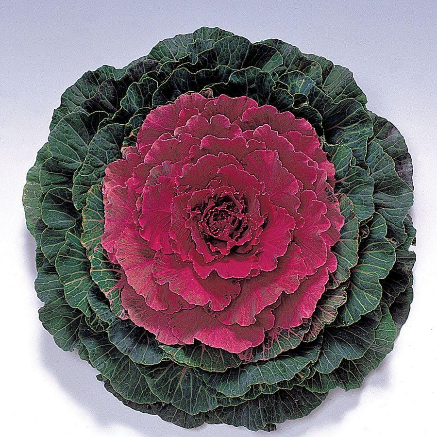 Cabbage 'pigeon Purple' - View 21 from www redcrocus com