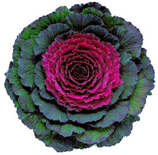 Cabbage 'pigeon Purple' - View 23 from www redcrocus com