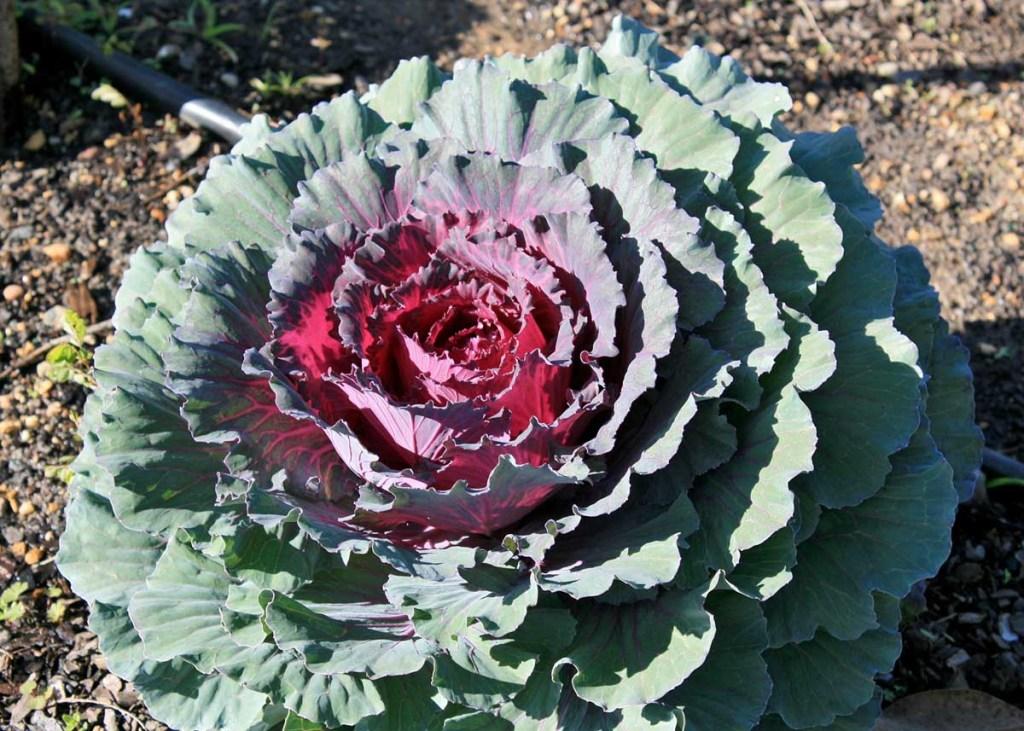 Cabbage 'pigeon Purple' - View 24 from www redcrocus com
