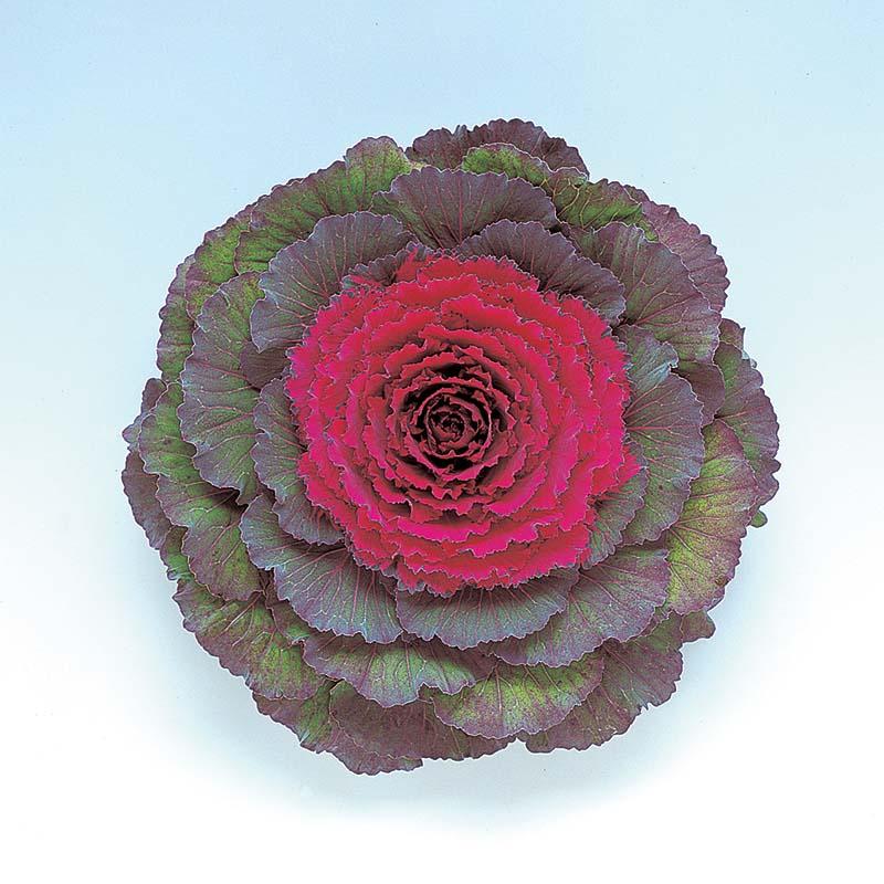 Cabbage 'pigeon Purple' - View 27 from www redcrocus com