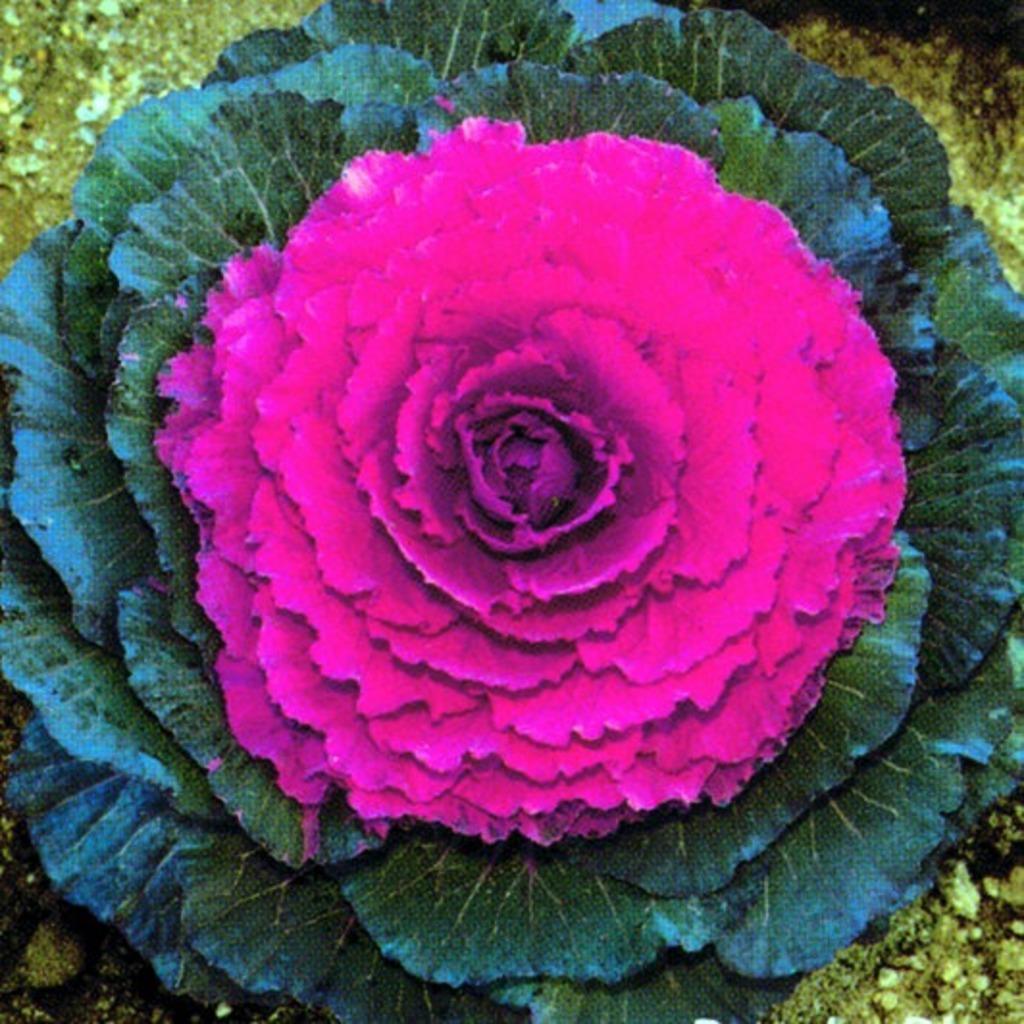 Cabbage 'pigeon Purple' - View 28 from www redcrocus com