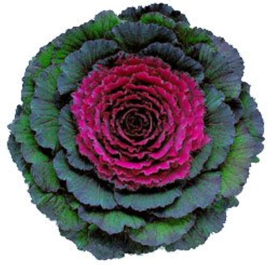 Cabbage 'pigeon Purple' - View 29 from www redcrocus com