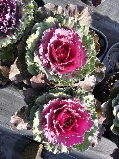 Cabbage 'pigeon Purple' - View 2 from www redcrocus com