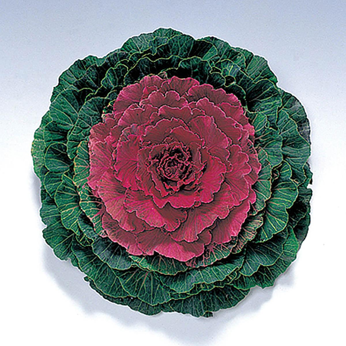 Cabbage 'pigeon Purple' - View 30 from www redcrocus com
