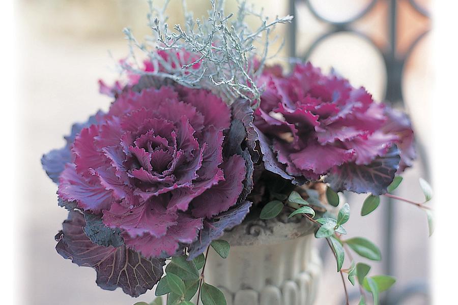 Cabbage 'pigeon Purple' - View 3 from www redcrocus com