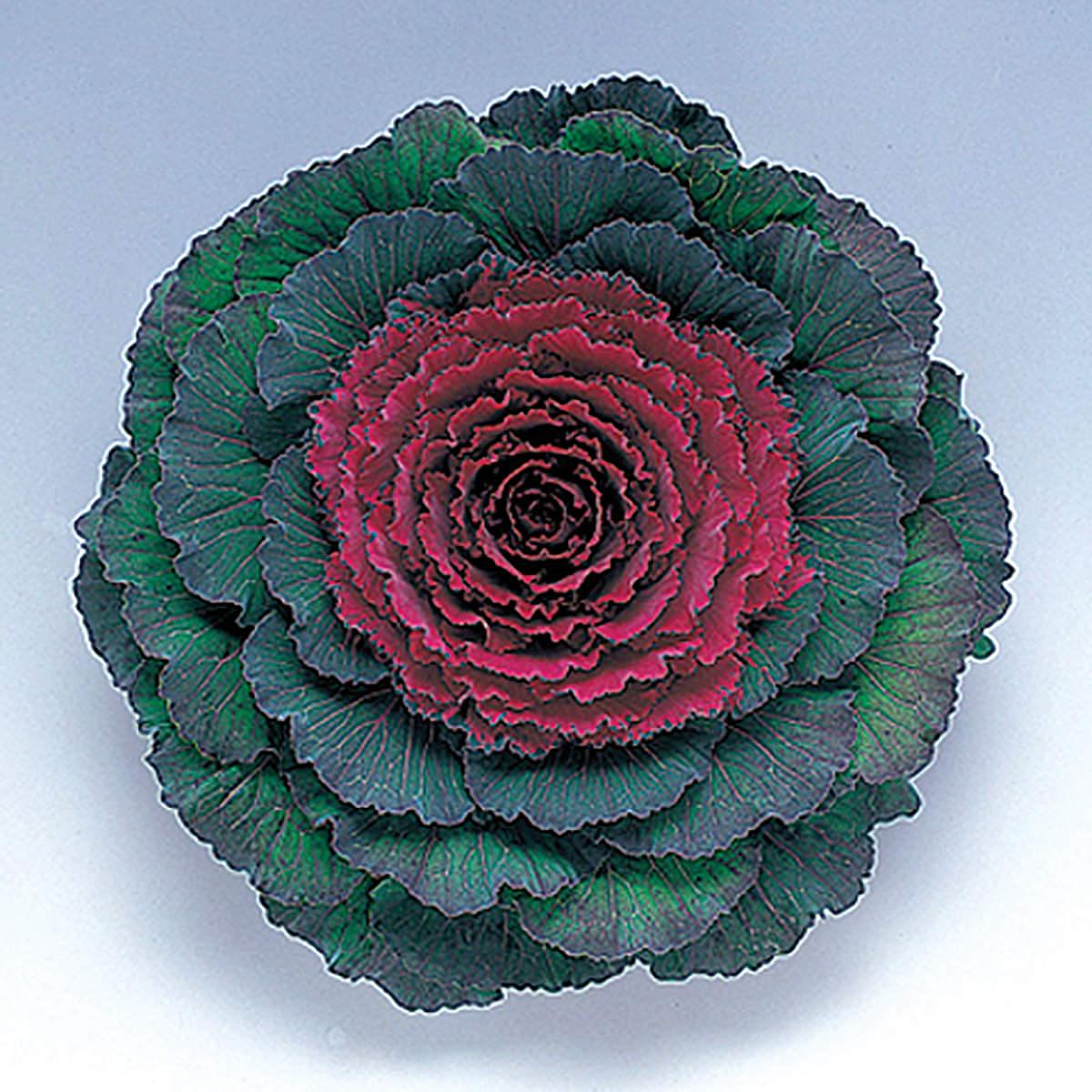 Cabbage 'pigeon Purple' - View 4 from www redcrocus com