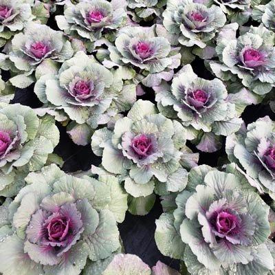 Cabbage 'pigeon Purple' - View 5 from www redcrocus com