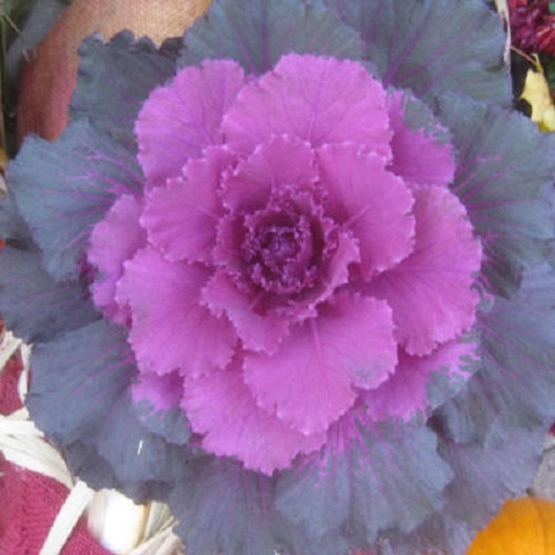 Cabbage 'pigeon Purple' - View 6 from www redcrocus com