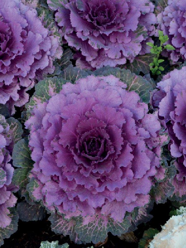 Cabbage 'pigeon Purple' - View 7 from www redcrocus com