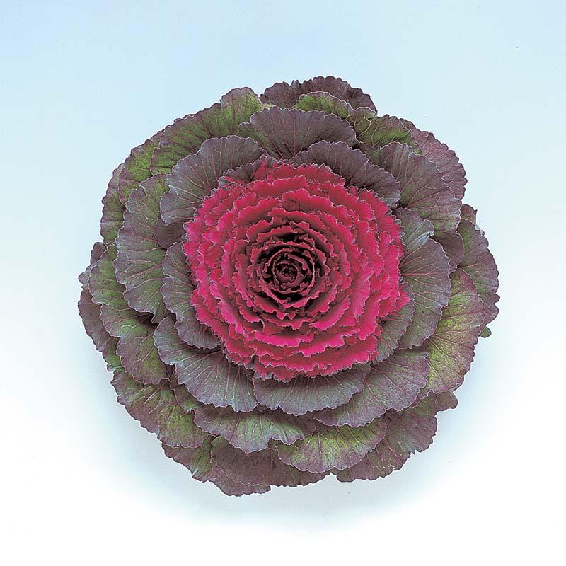 Cabbage 'pigeon Purple' - View 8 from www redcrocus com