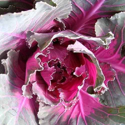 Cabbage 'pigeon Red' - View 11 from www redcrocus com