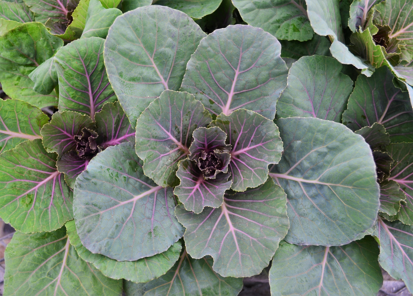 Cabbage 'pigeon Red' - View 12 from www redcrocus com