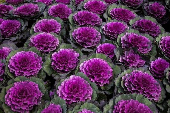Cabbage 'pigeon Red' - View 14 from www redcrocus com
