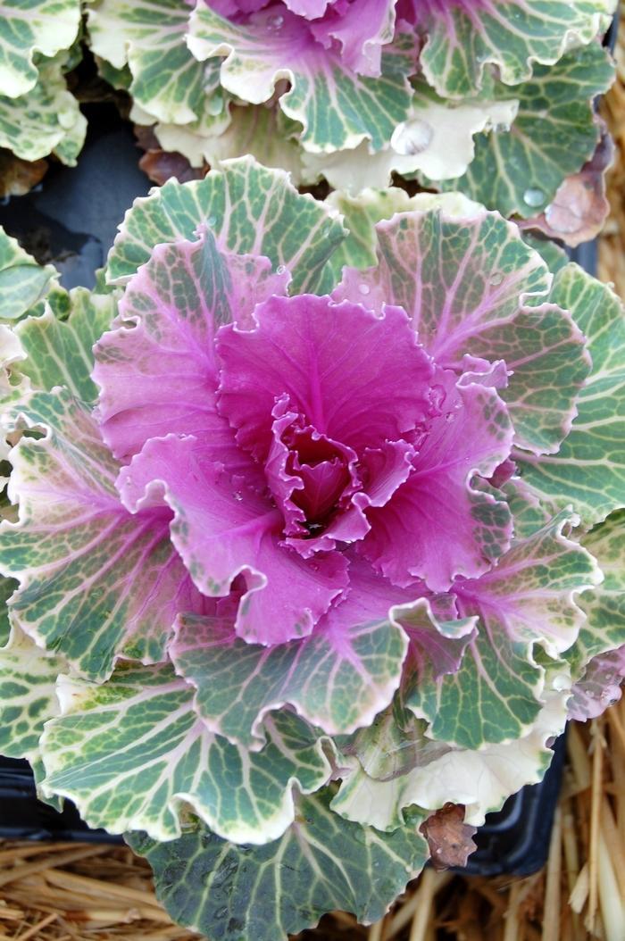 Cabbage 'pigeon Red' - View 16 from www redcrocus com