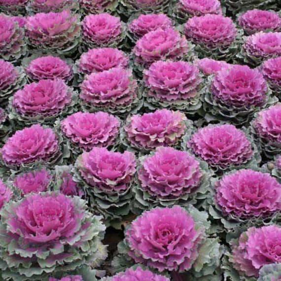 Cabbage 'pigeon Red' - View 17 from www redcrocus com