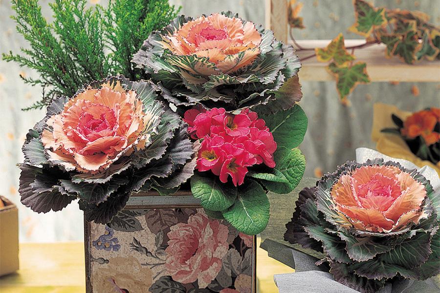 Cabbage 'pigeon Red' - View 18 from www redcrocus com