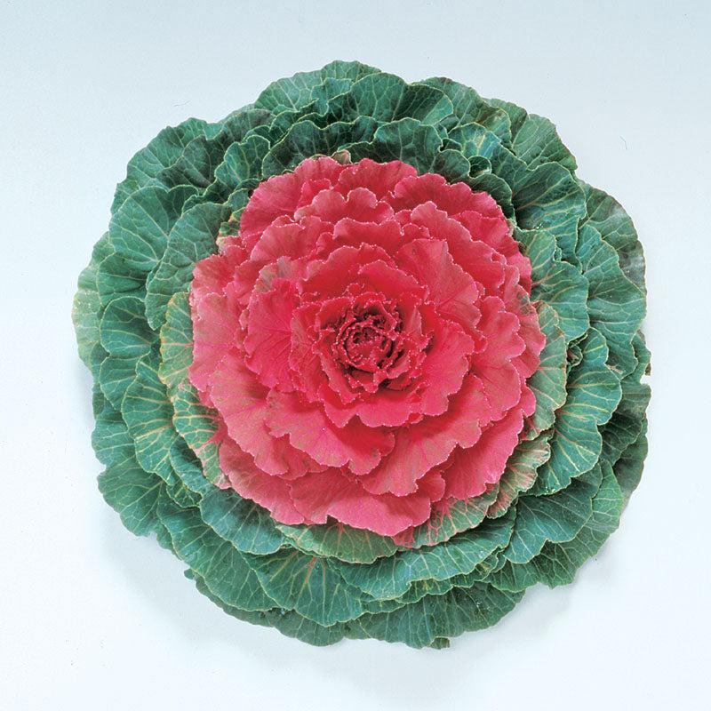 Cabbage 'pigeon Red' - View 1 from www redcrocus com
