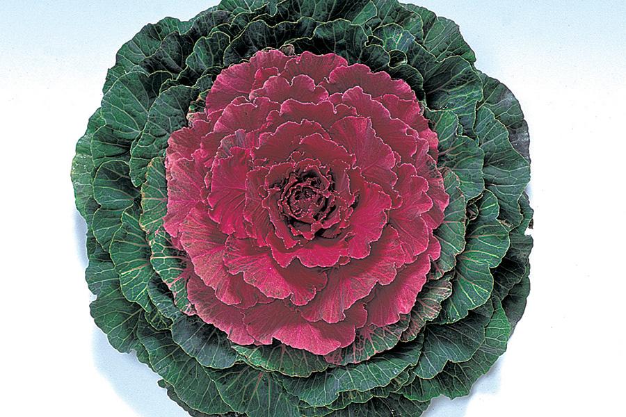 Cabbage 'pigeon Red' - View 2 from www redcrocus com