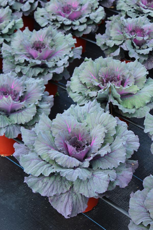Cabbage 'pigeon Red' - View 3 from www redcrocus com