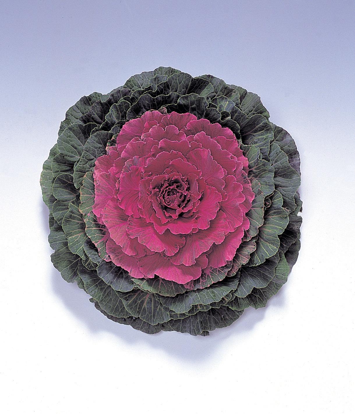 Cabbage 'pigeon Red' - View 5 from www redcrocus com