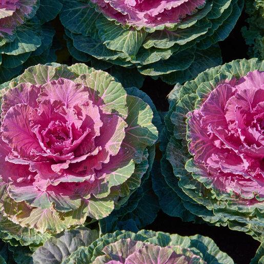 Cabbage 'pigeon Red' - View 7 from www redcrocus com
