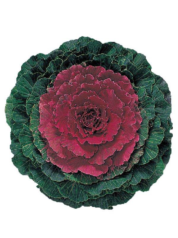 Cabbage 'pigeon Red' - View 8 from www redcrocus com