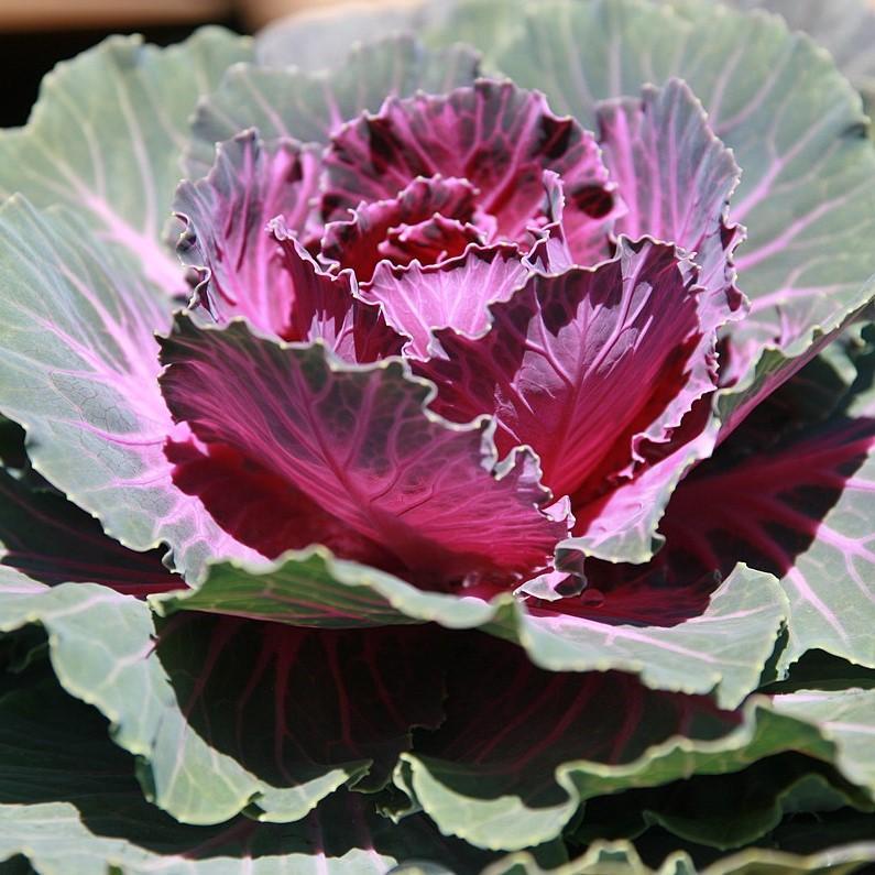Cabbage 'pigeon Red' - View 9 from www redcrocus com