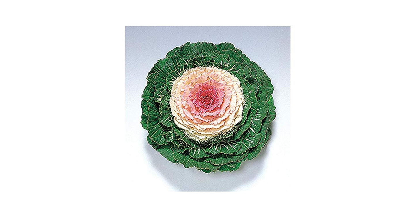 Cabbage 'pigeon Victoria' - View 10 from www redcrocus com