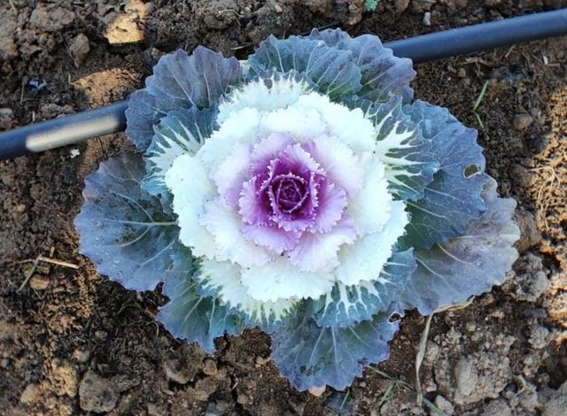 Cabbage 'pigeon Victoria' - View 11 from www redcrocus com