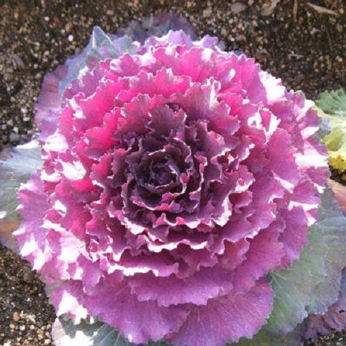Cabbage 'pigeon Victoria' - View 12 from www redcrocus com