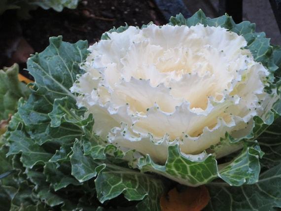 Cabbage 'pigeon Victoria' - View 13 from www redcrocus com