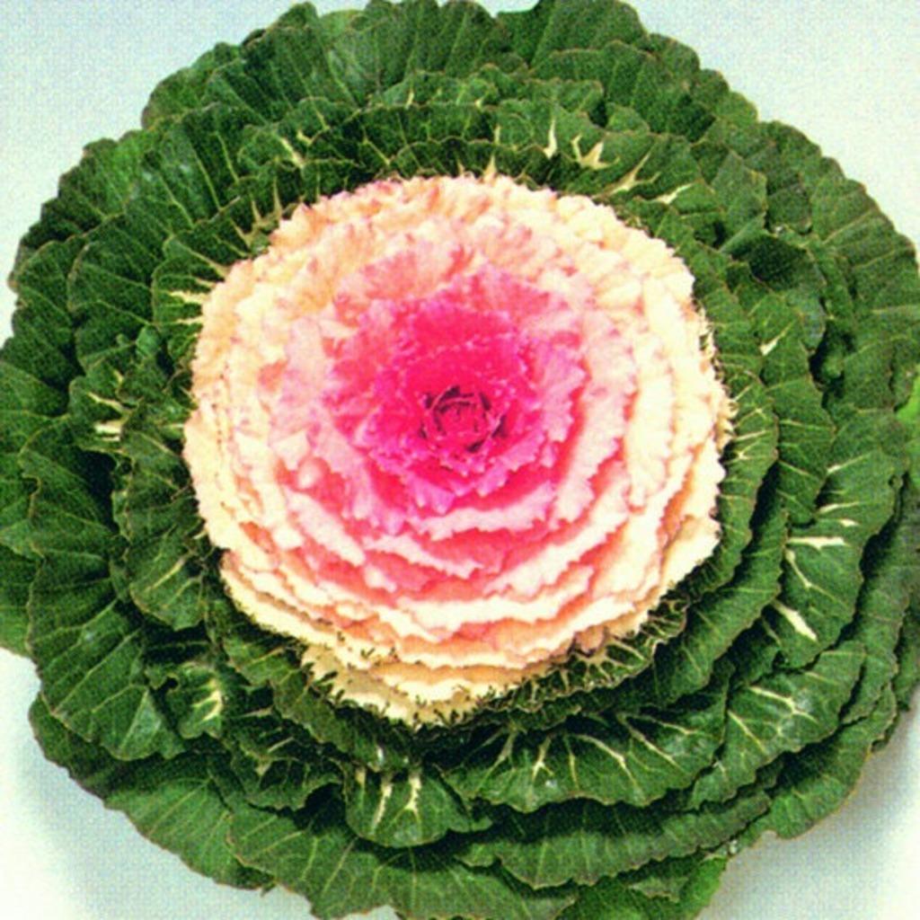 Cabbage 'pigeon Victoria' - View 15 from www redcrocus com