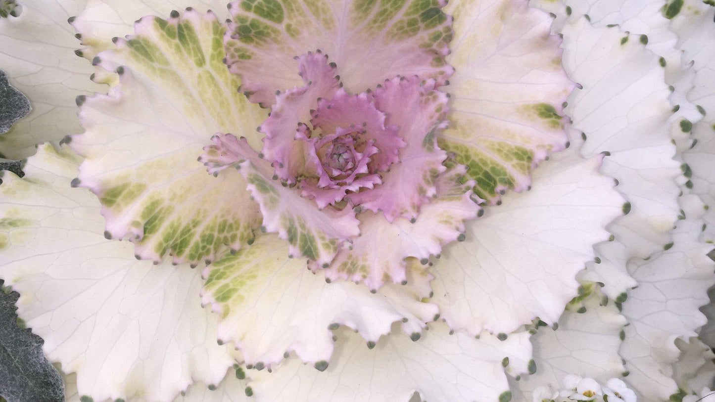 Cabbage 'pigeon Victoria' - View 16 from www redcrocus com