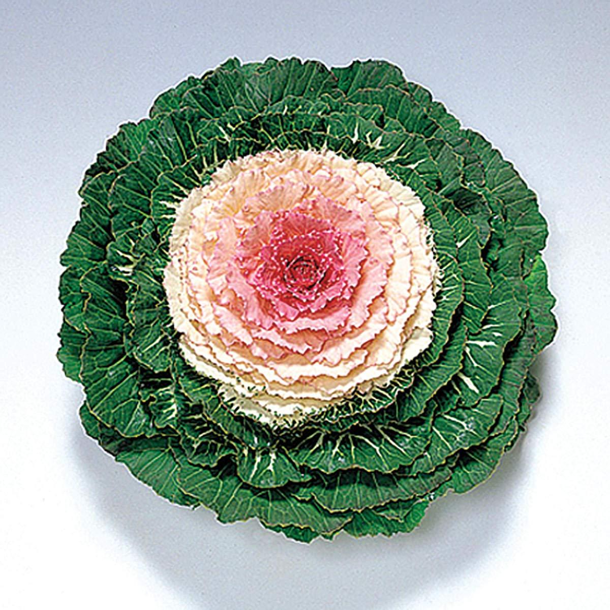 Cabbage 'pigeon Victoria' - View 1 from www redcrocus com