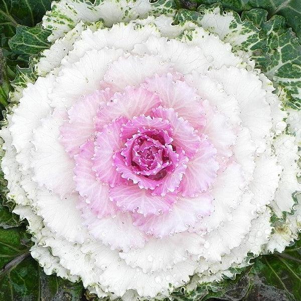 Cabbage 'pigeon Victoria' - View 3 from www redcrocus com