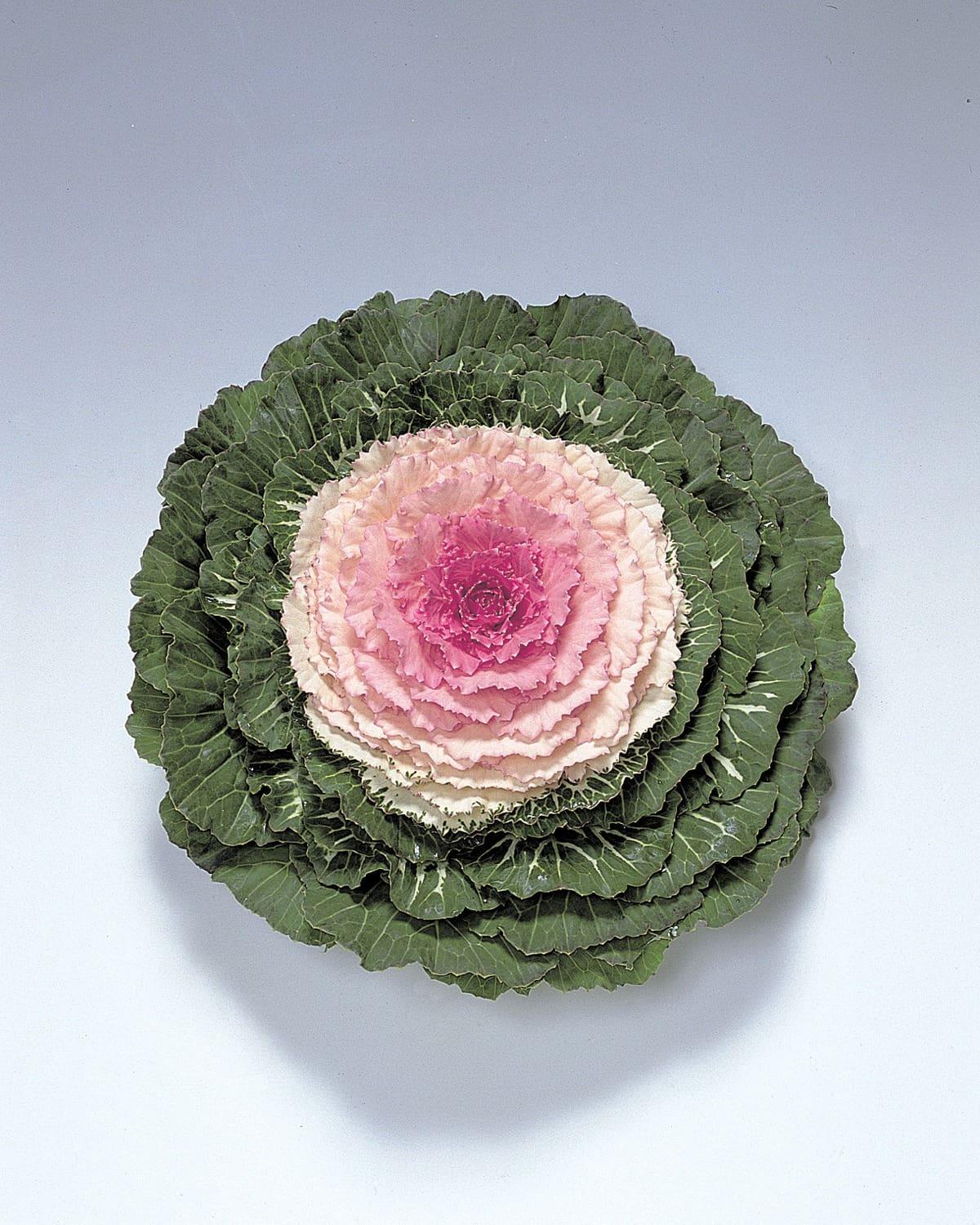 Cabbage 'pigeon Victoria' - View 4 from www redcrocus com