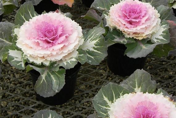 Cabbage 'pigeon Victoria' - View 5 from www redcrocus com