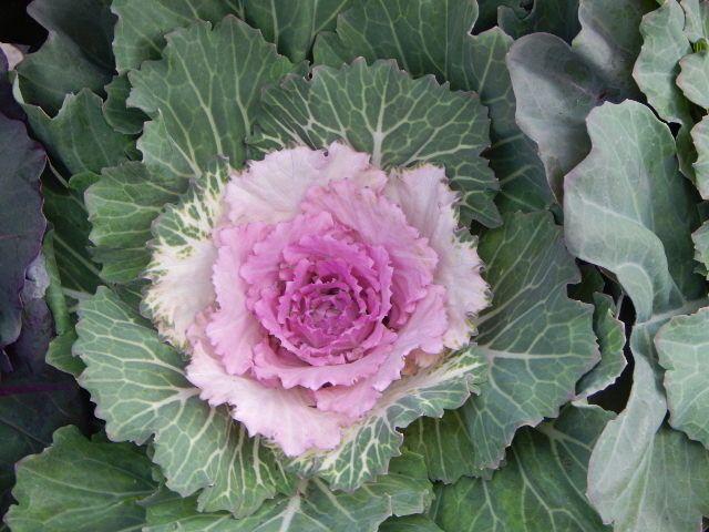 Cabbage 'pigeon Victoria' - View 9 from www redcrocus com