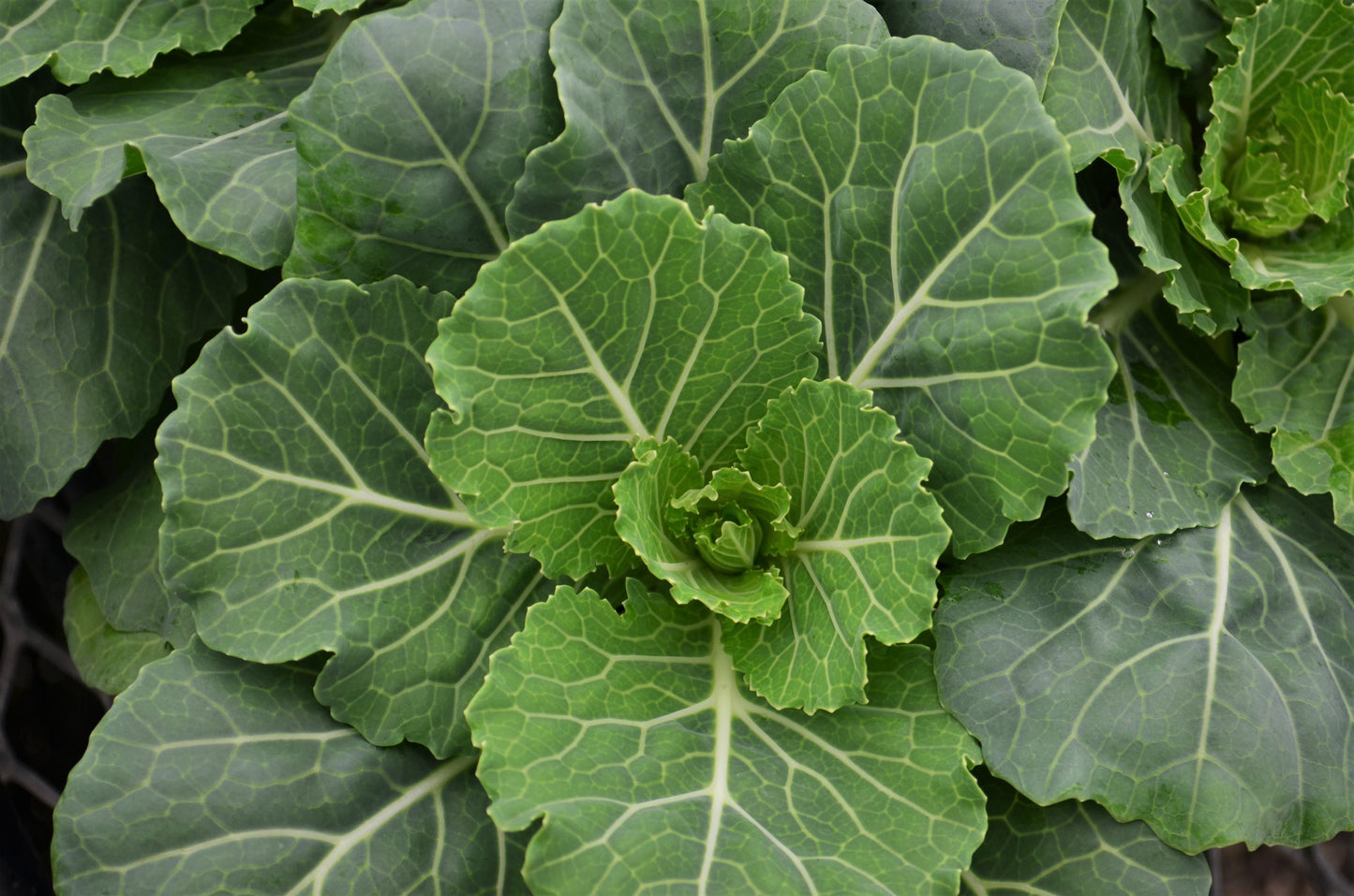Cabbage 'pigeon White' - View 10 from www redcrocus com