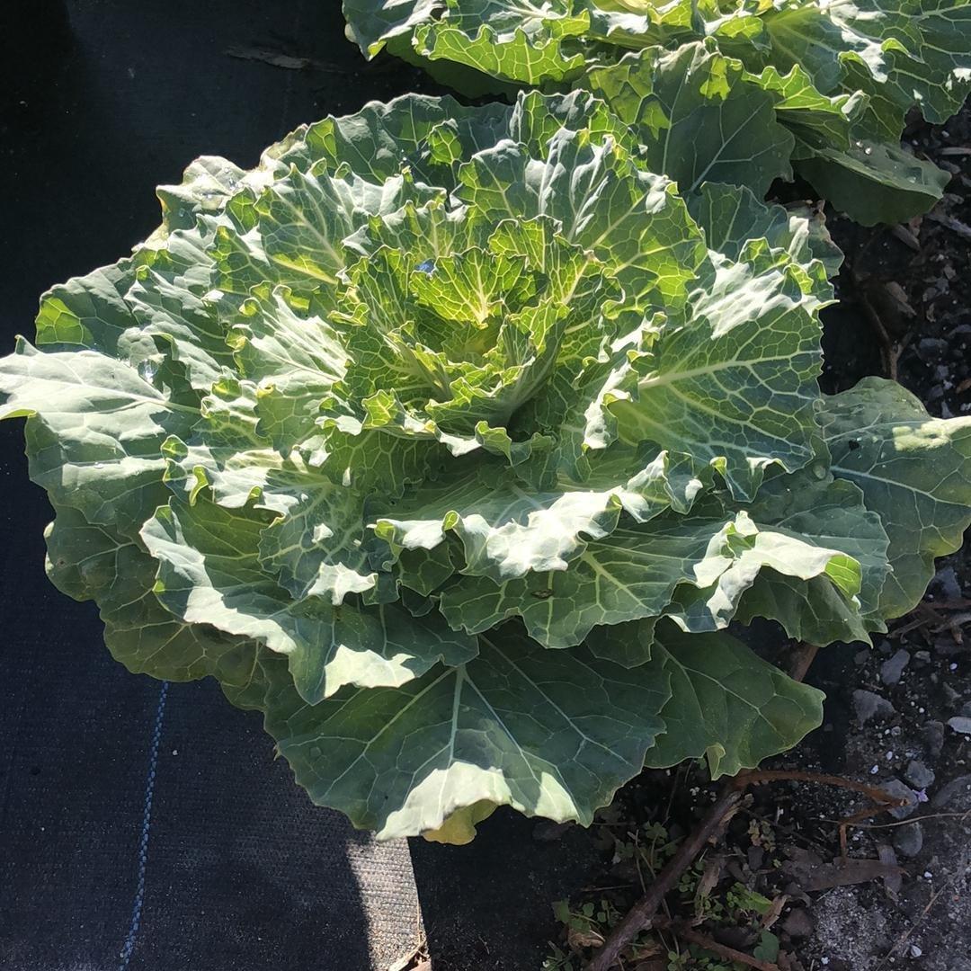 Cabbage 'pigeon White' - View 12 from www redcrocus com