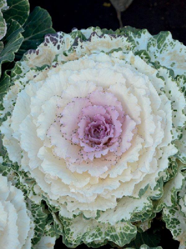 Cabbage 'pigeon White' - View 16 from www redcrocus com