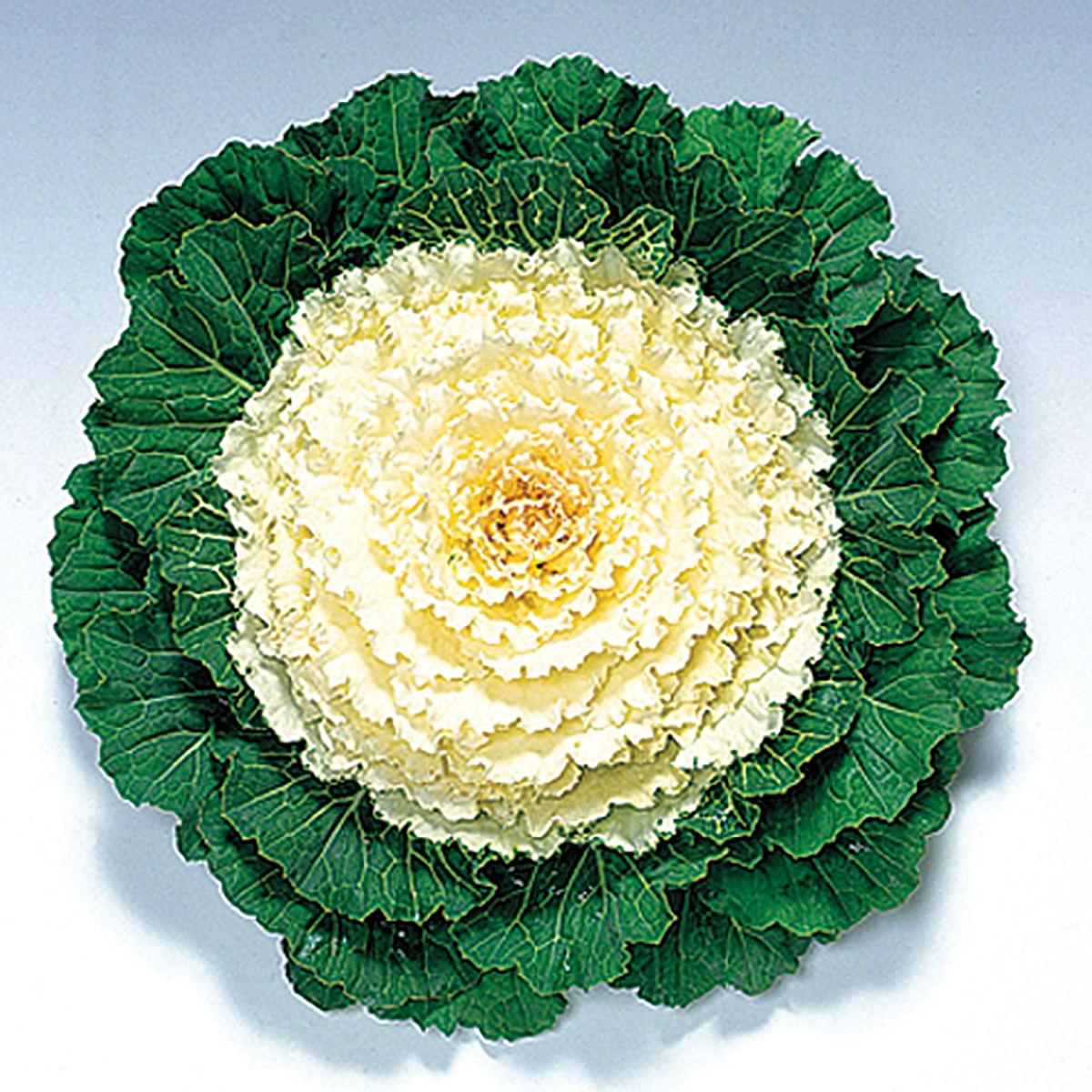 Cabbage 'pigeon White' - View 1 from www redcrocus com