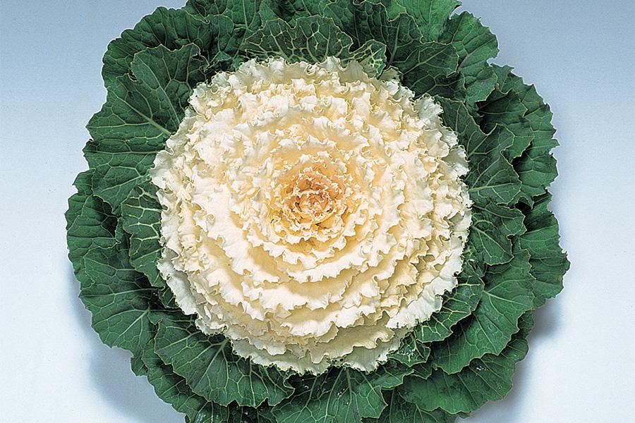 Cabbage 'pigeon White' - View 21 from www redcrocus com