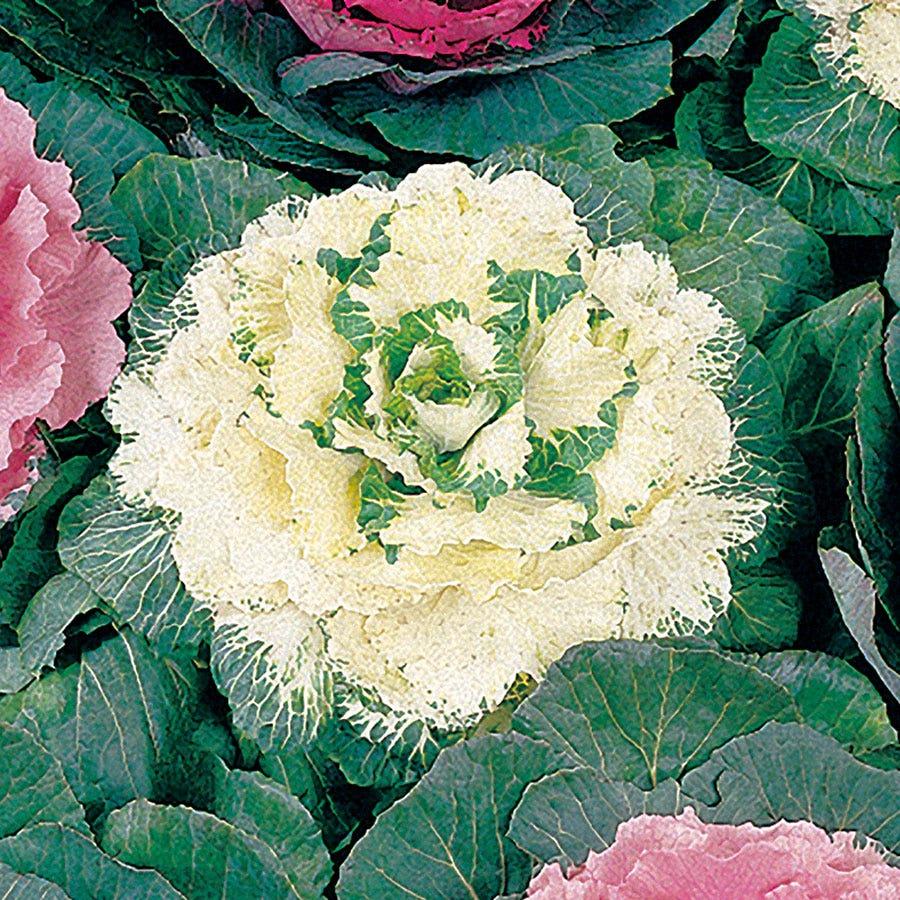 Cabbage 'pigeon White' - View 25 from www redcrocus com
