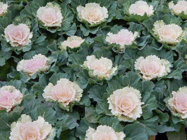 Cabbage 'pigeon White' - View 29 from www redcrocus com