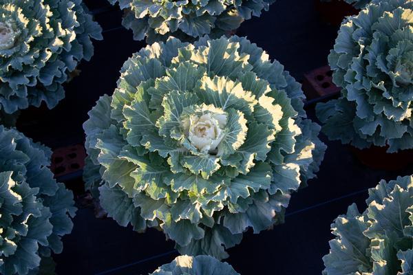 Cabbage 'pigeon White' - View 2 from www redcrocus com